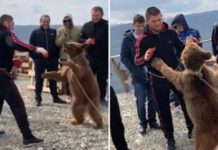 Nurmagomedov na celowniku PETA. Chodzi o zapasy z niedźwiedziem.